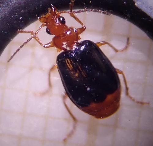 Réf. 324 303 : Lebia marginata